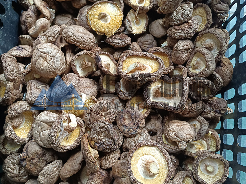 蘑菇怎么烘干？——山橋烘干房(圖1)