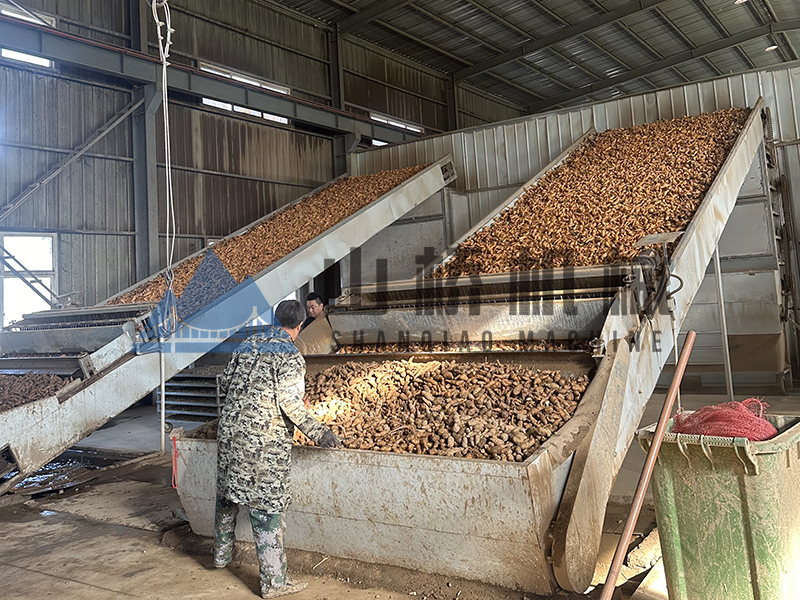 上海山橋——地黃烘干哪家強(qiáng)？(圖1)
